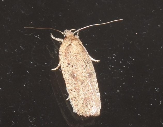 Agonopterix scopariella (Elachistidae )?  S !